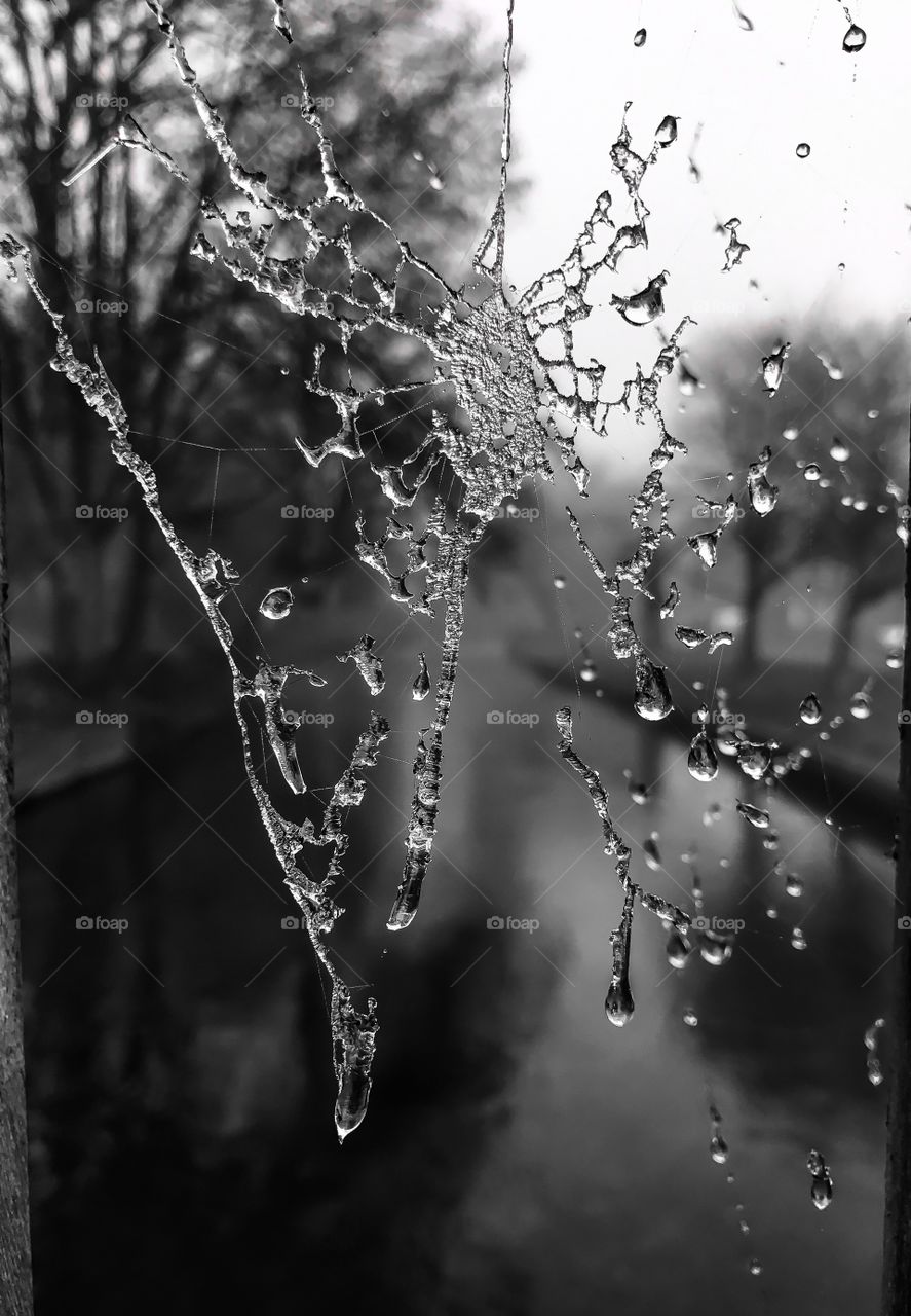 Icy Web 
