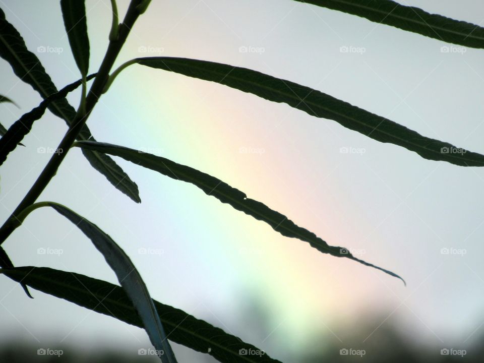 Rainbow through the leaves🌈🍃