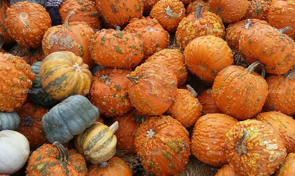 Pile of Pumpkins first sign of autumn