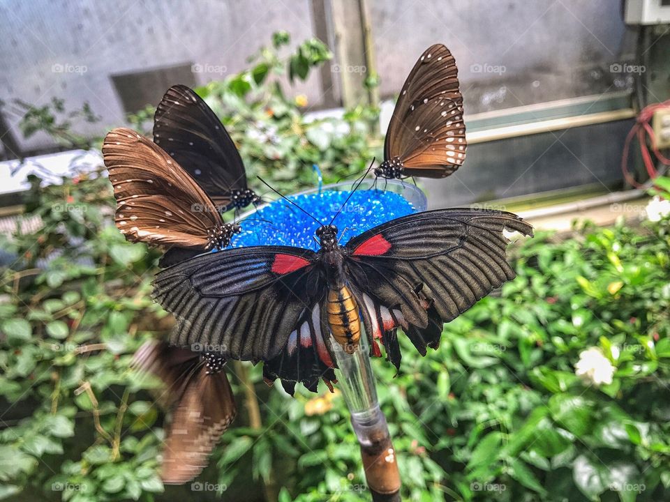 Butterfly 