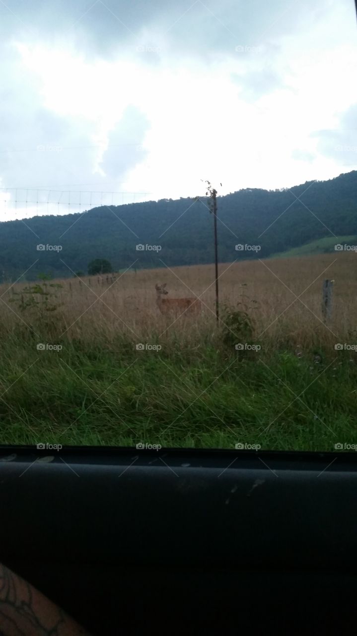 deer hiding in a field