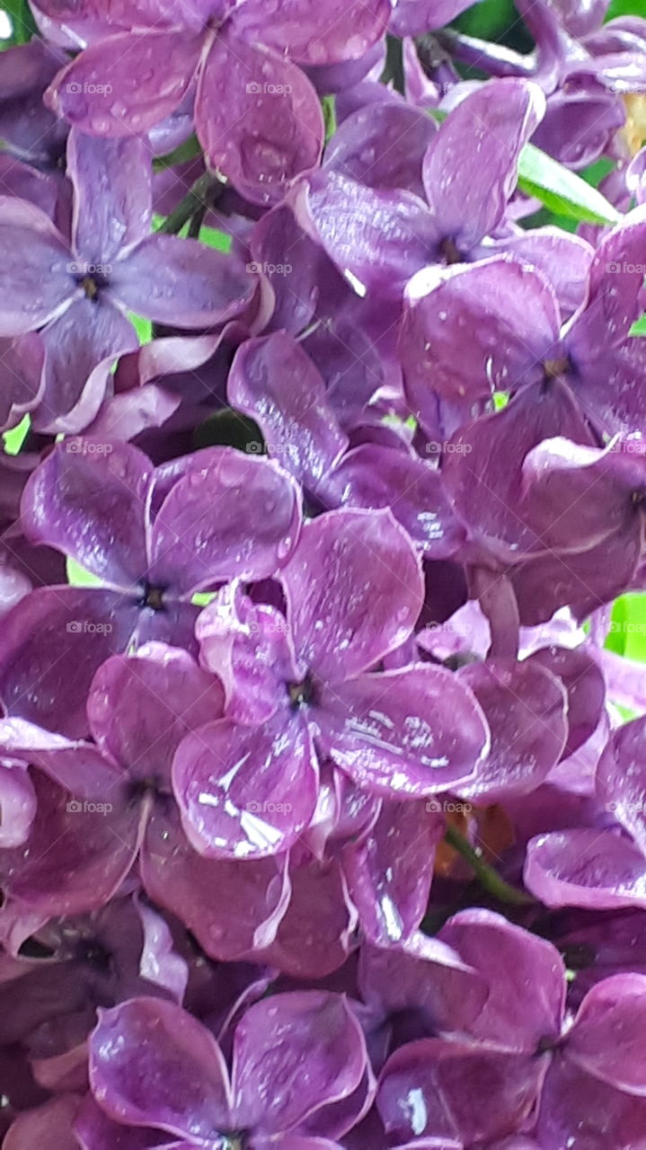 Some lilac flowers covered in morning dew.