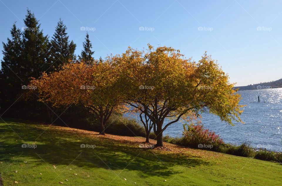 Trees by the Lake