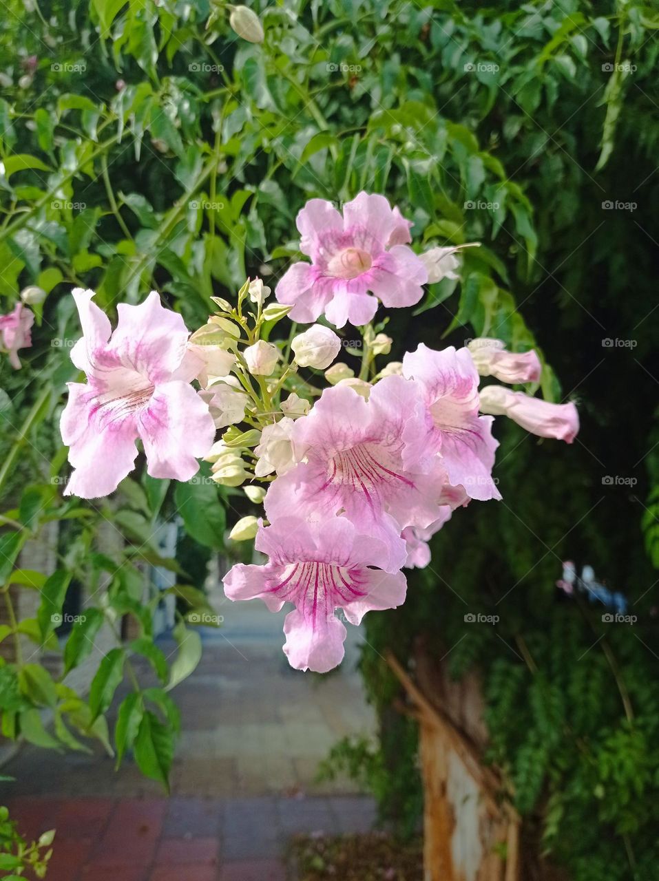 pink flowers / flores rosadas