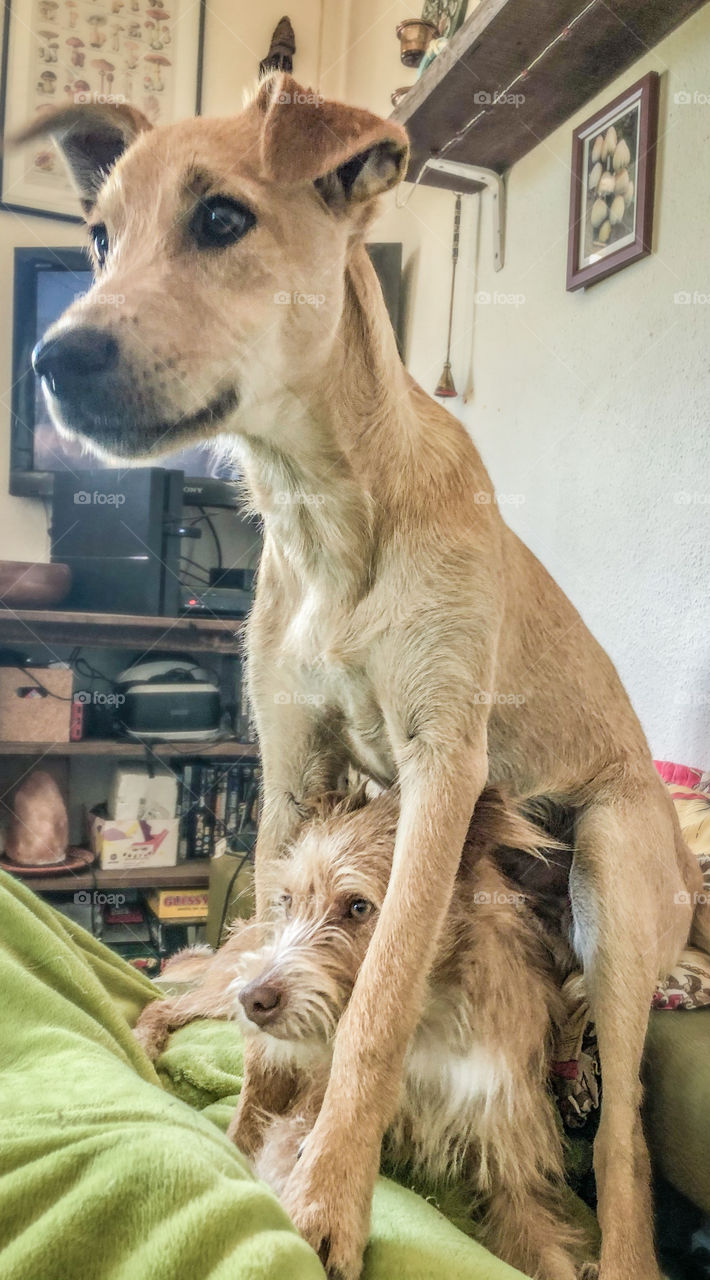 2 dogs, one standing, with the other sitting beneath his legs