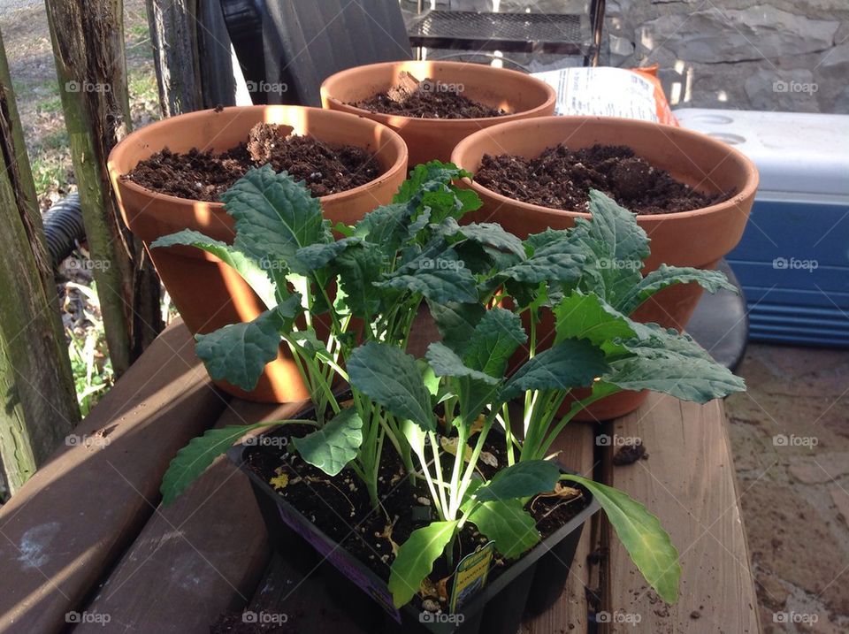 Planting kale