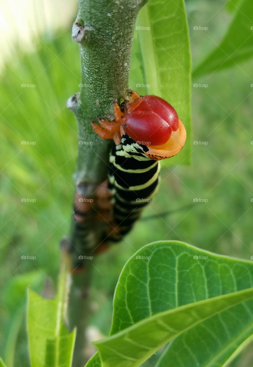 Moth caterpillar closeup