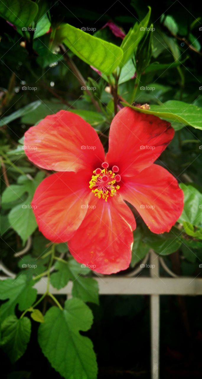 hibiscus 