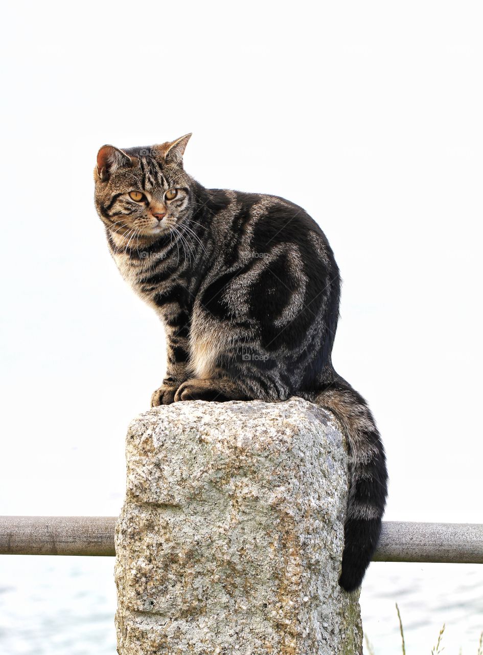 A cute tortoiseshell cat sitting on a post with the ocean behind him.