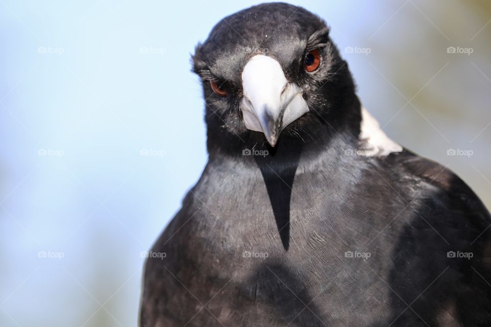 Magpie, front view, head and breast blurred background 