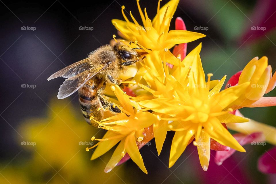 bees are looking for honey in yellow flowers
