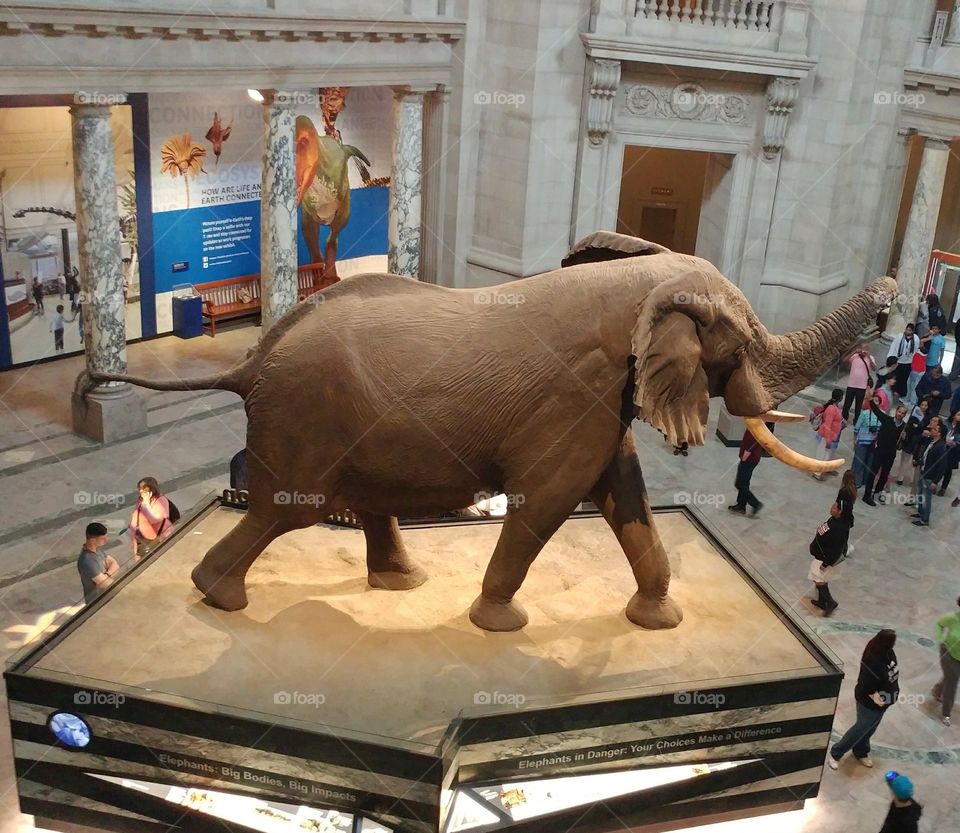 The Elephant at The Smithsonian Natural History Museum
