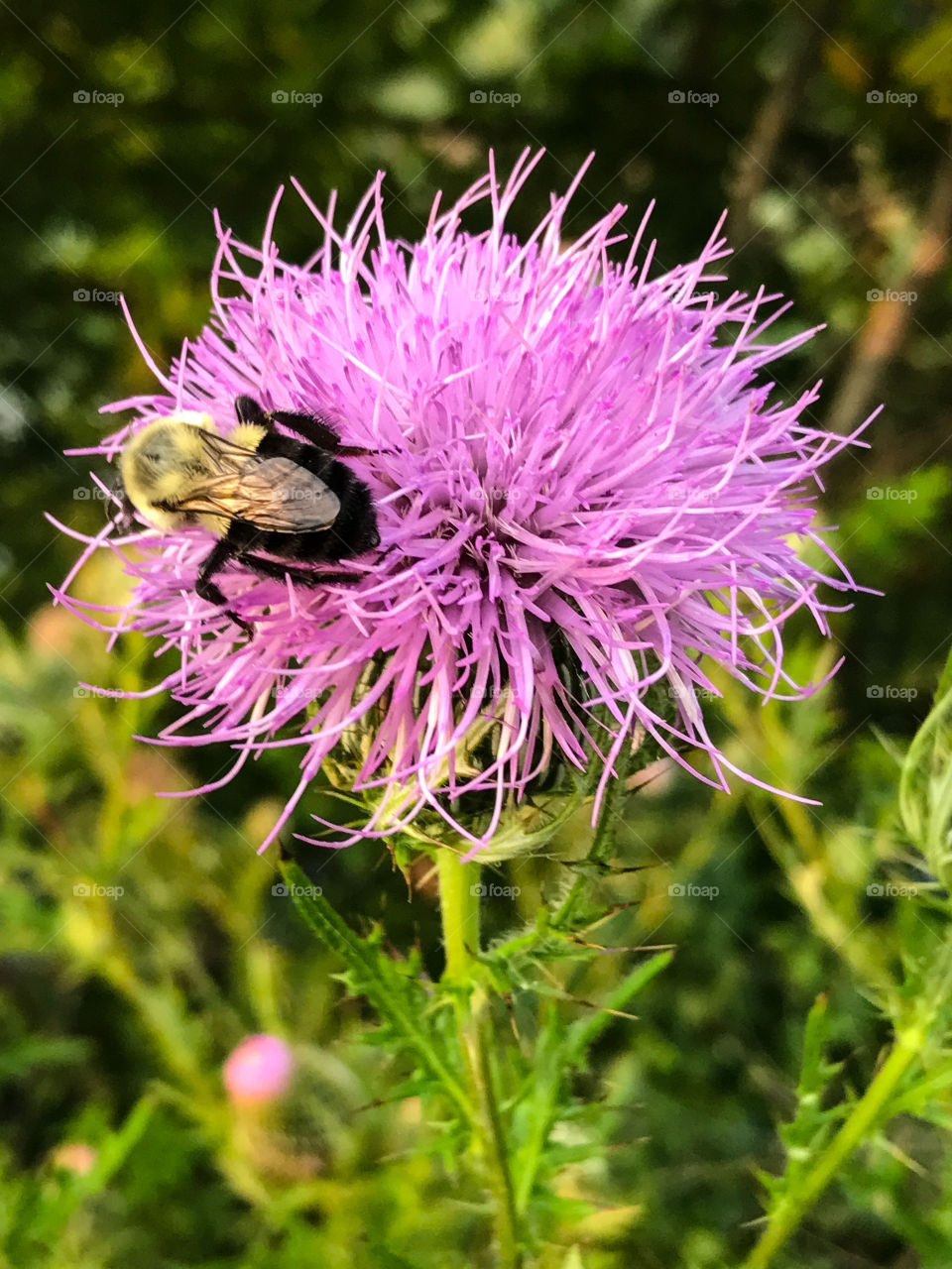 Bumble Bee on purple thistle flower