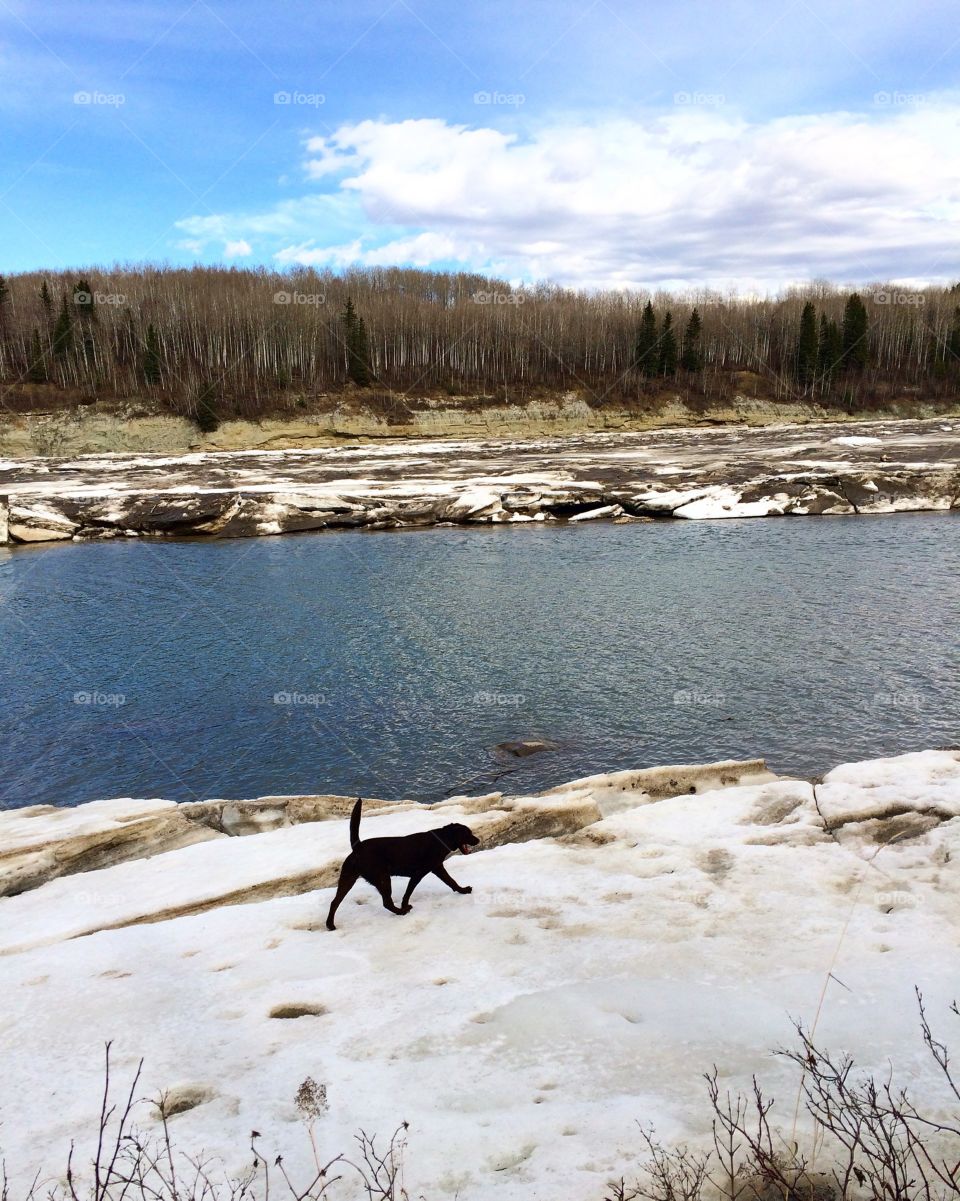 Rosie at the Saskatchewan river in Drayton valley Alberta 