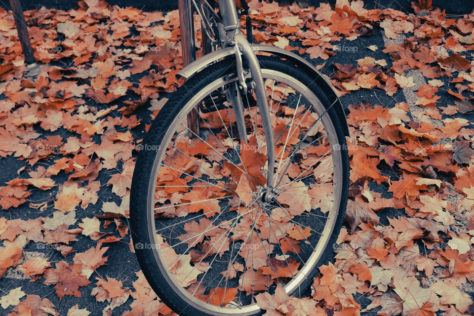 Brown leaves