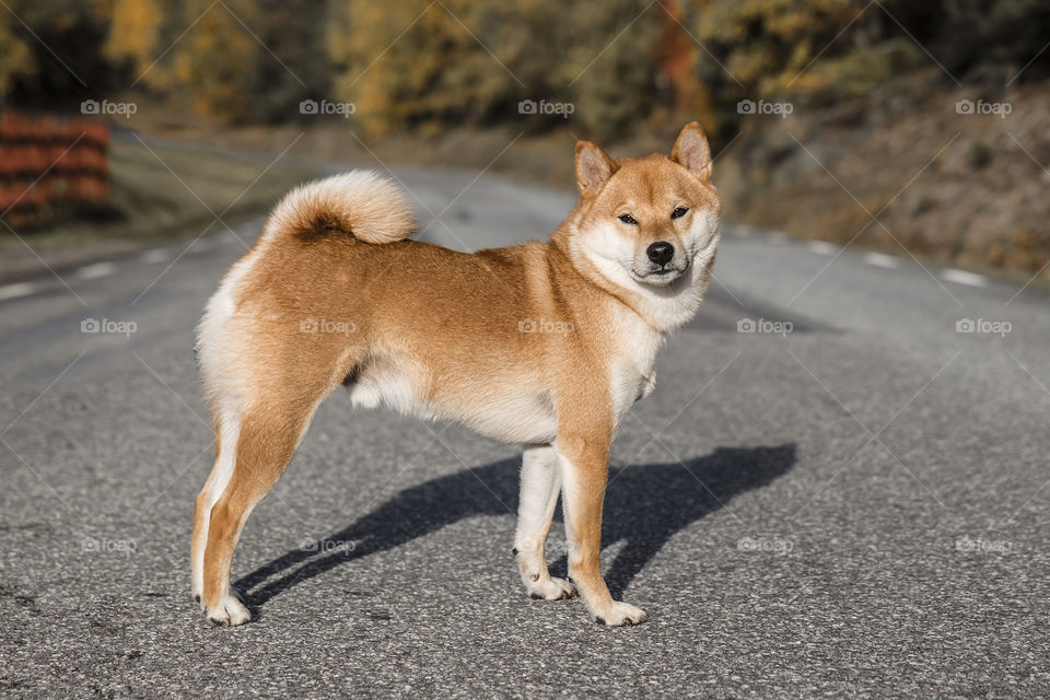 Beautiful red purebred Shiba inu male dog looking intensely in to the camera posing on the road in autumn season 