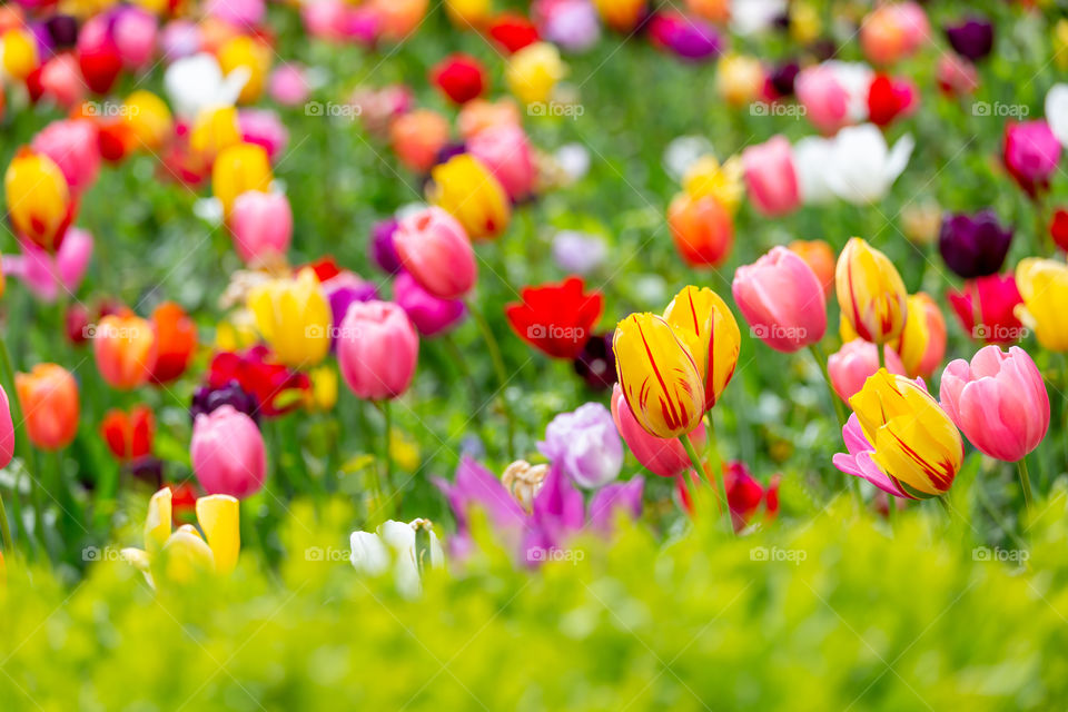Field of colorful bright tulips in spring