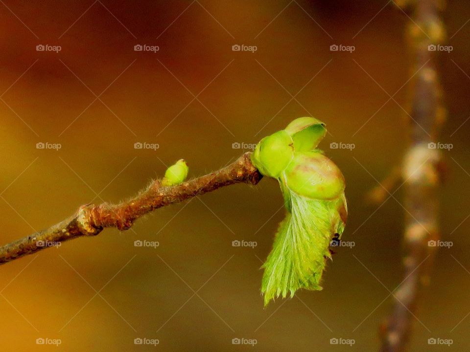 Spring leaves