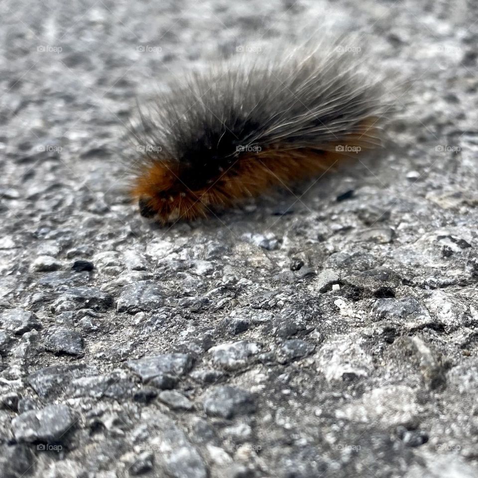 Caterpillar
