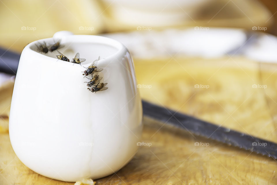 The flies that are feeding on the white Cup is placed on a wooden tray.