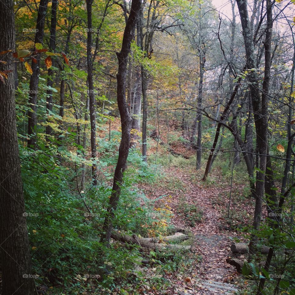 wooded path
