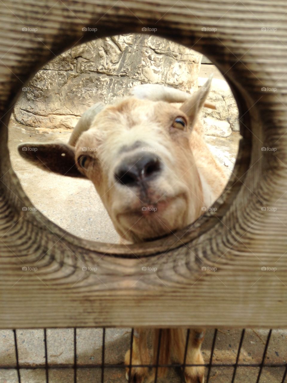 Billy goat at the zoo