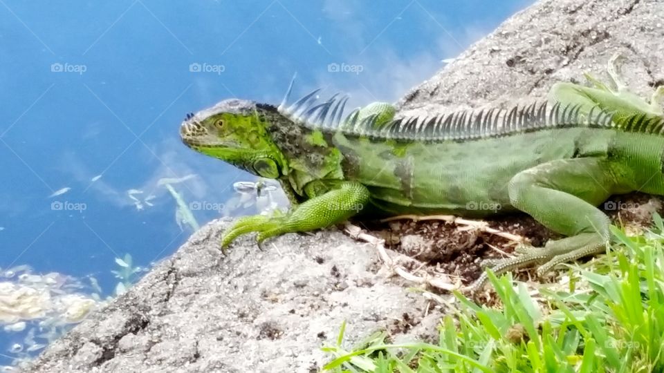 iguana. Iguana with waterfront view