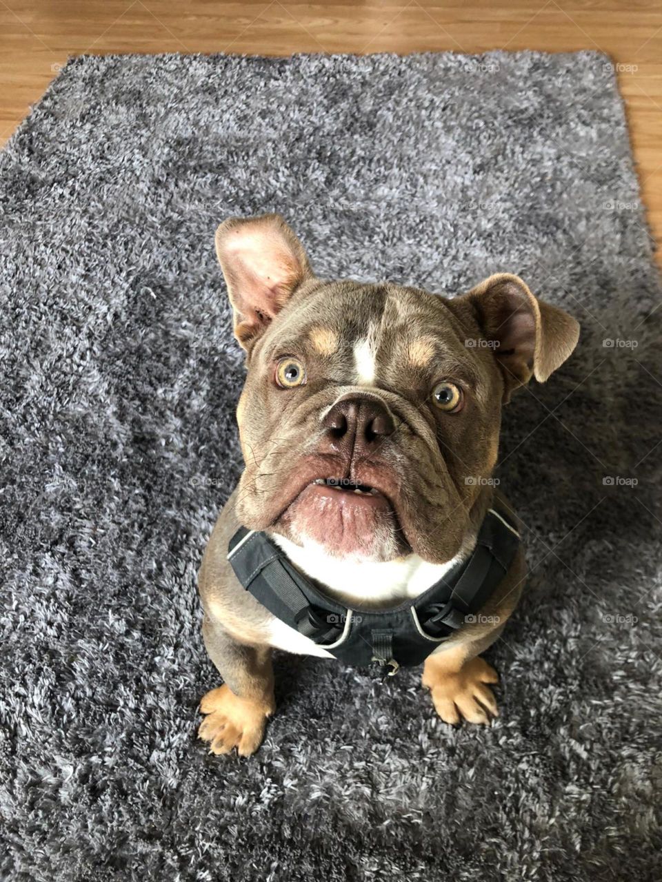 Bull dog ‘ his name is Nibbler 