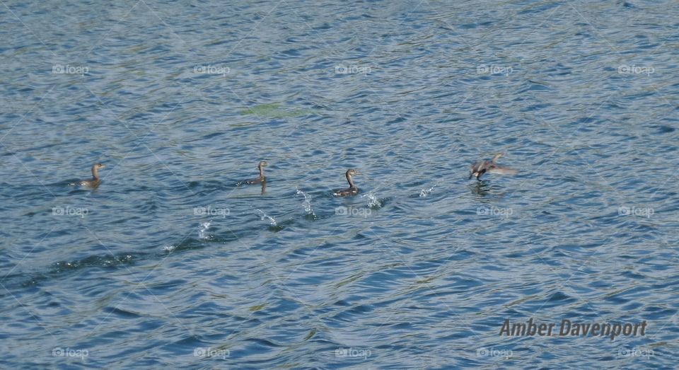 Ducks in a Pond