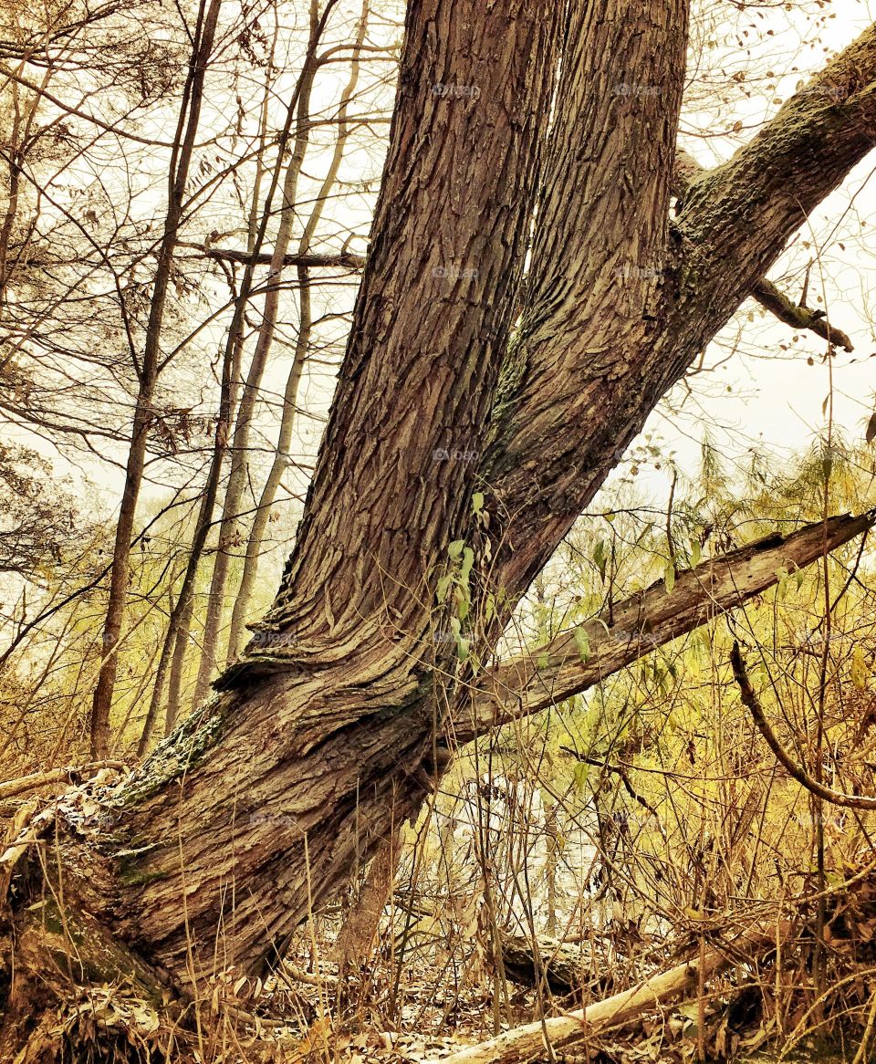 Close-up of tree trunk