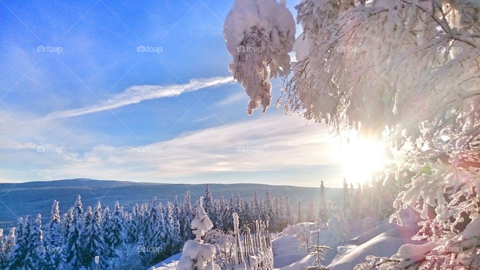 Winter Forest. Minus 20 Celsius