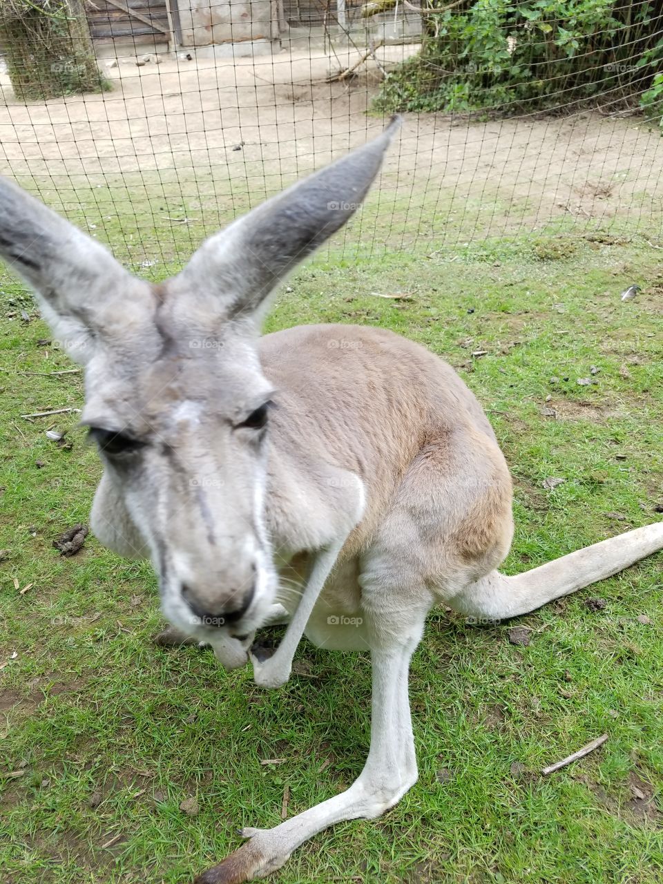kangaroo