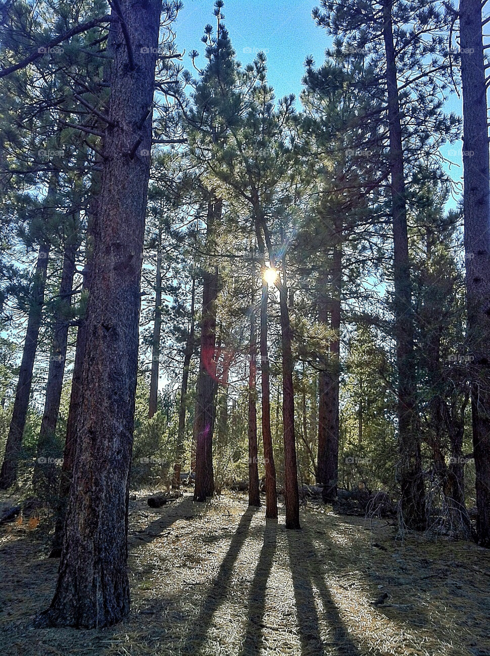 big bear trees woodland sunlight by samueldibb