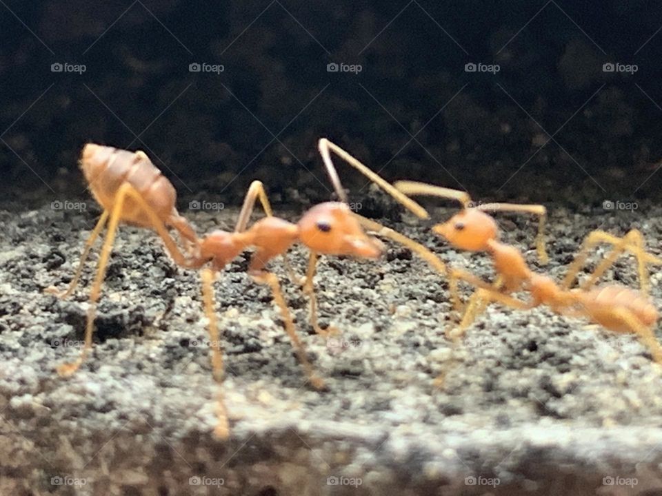 Your Best Macro shot, Countryside (Thailand)