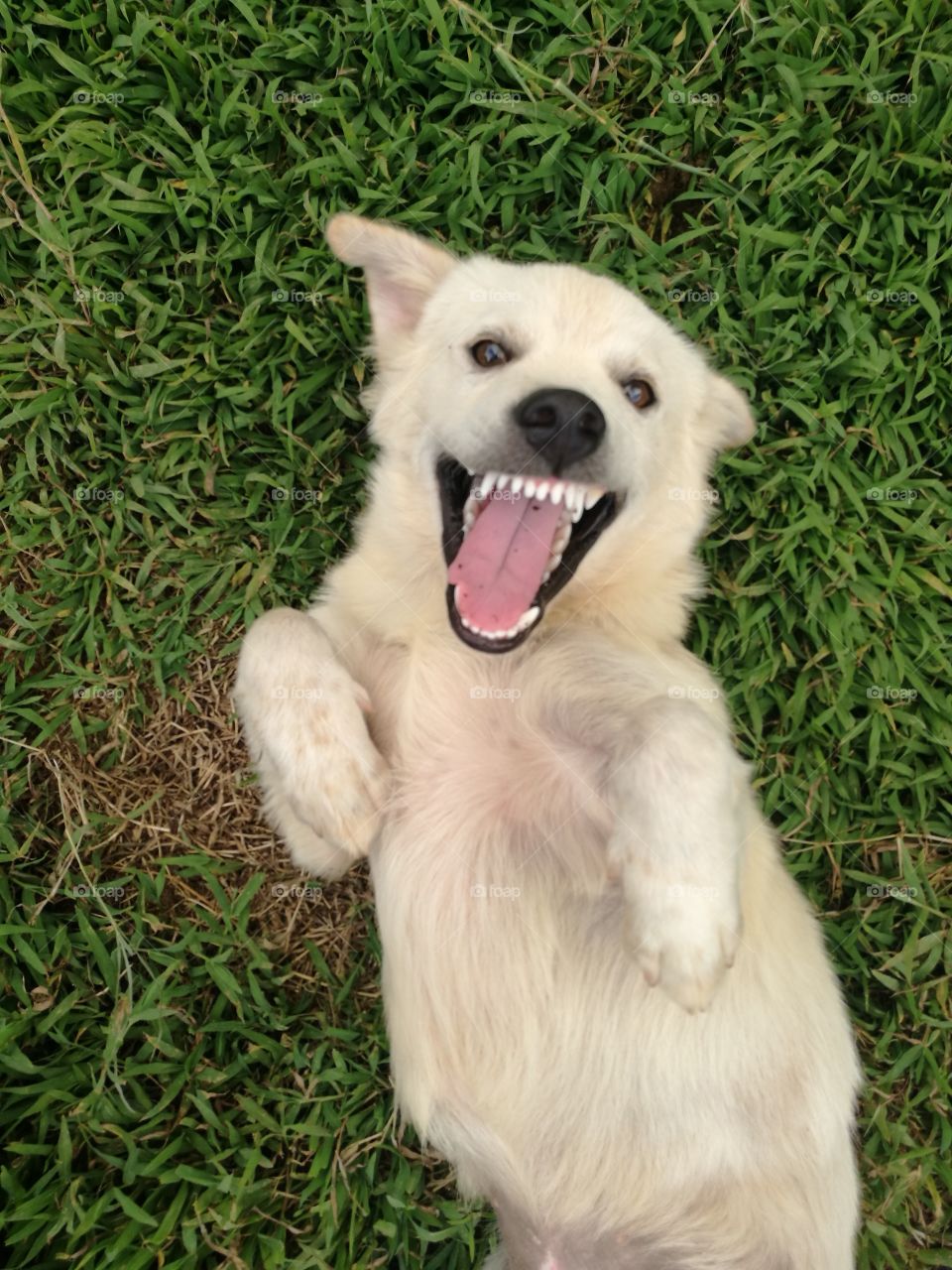 laugh dog