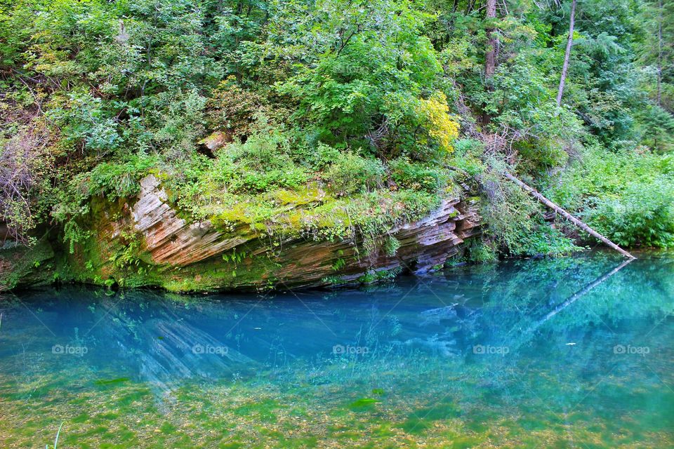Lush forest near river