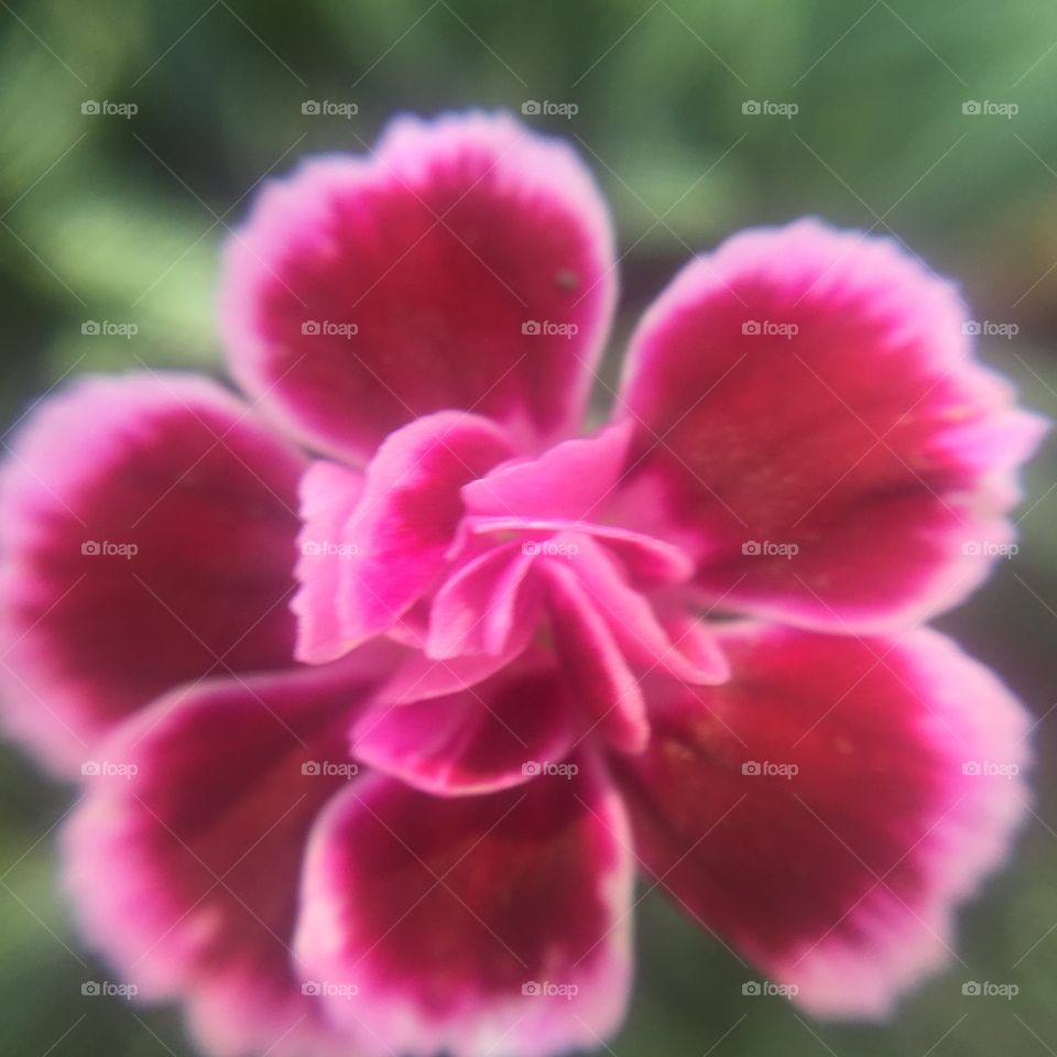 Close up flower fade 2