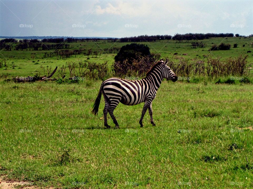 Zebra pose