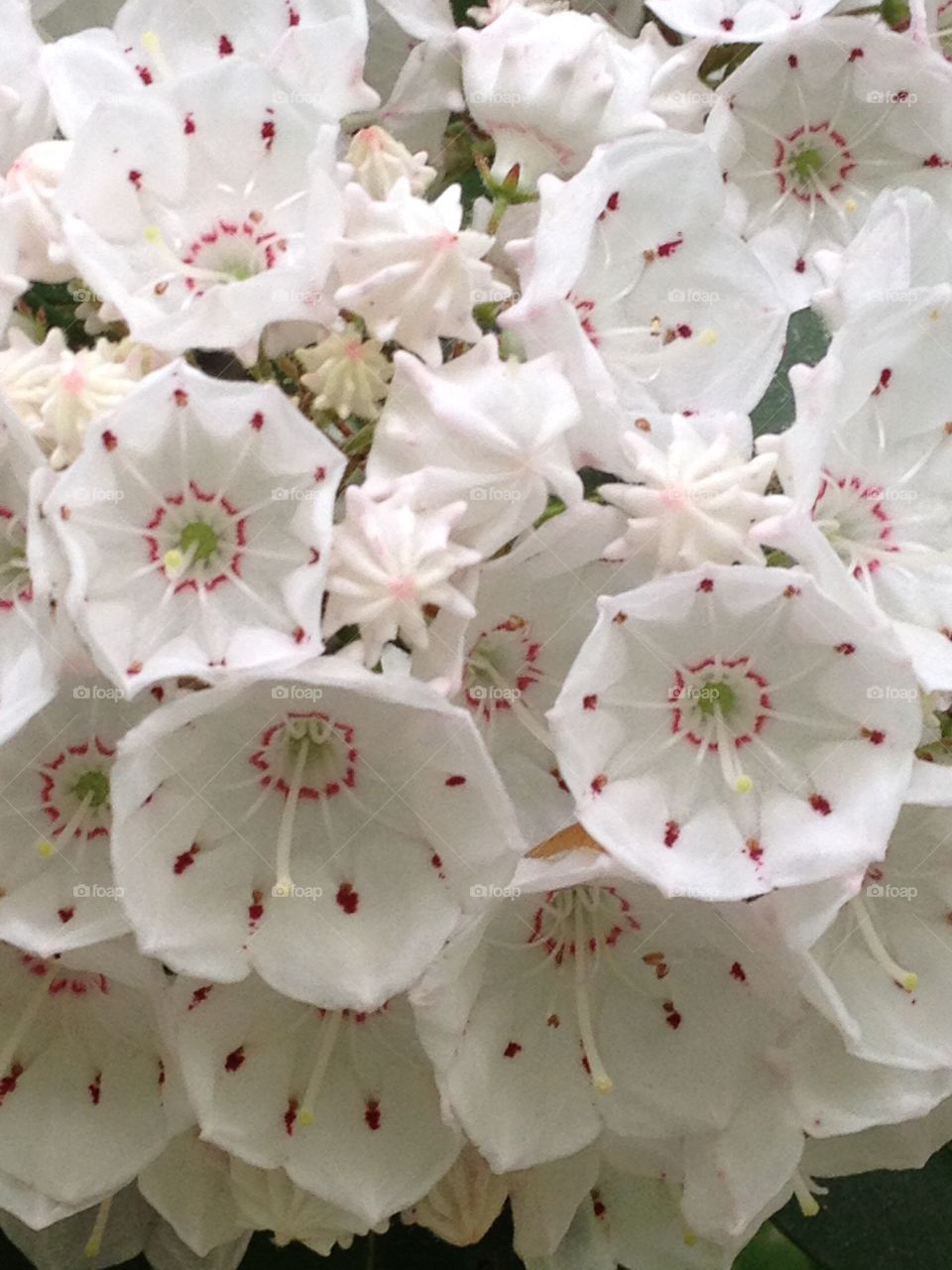 Mountain laurel blooming at outdoors