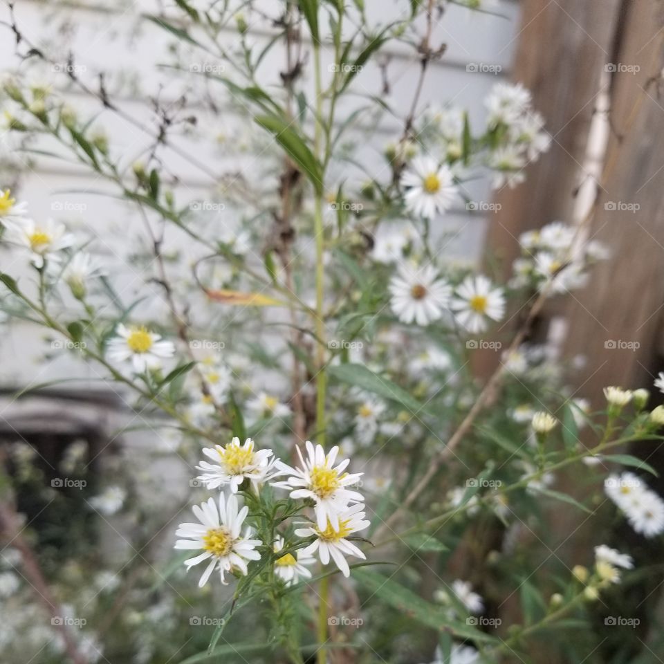 White asters