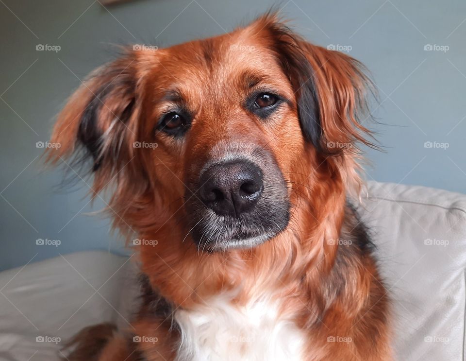 dog cuddly sweet ears nose