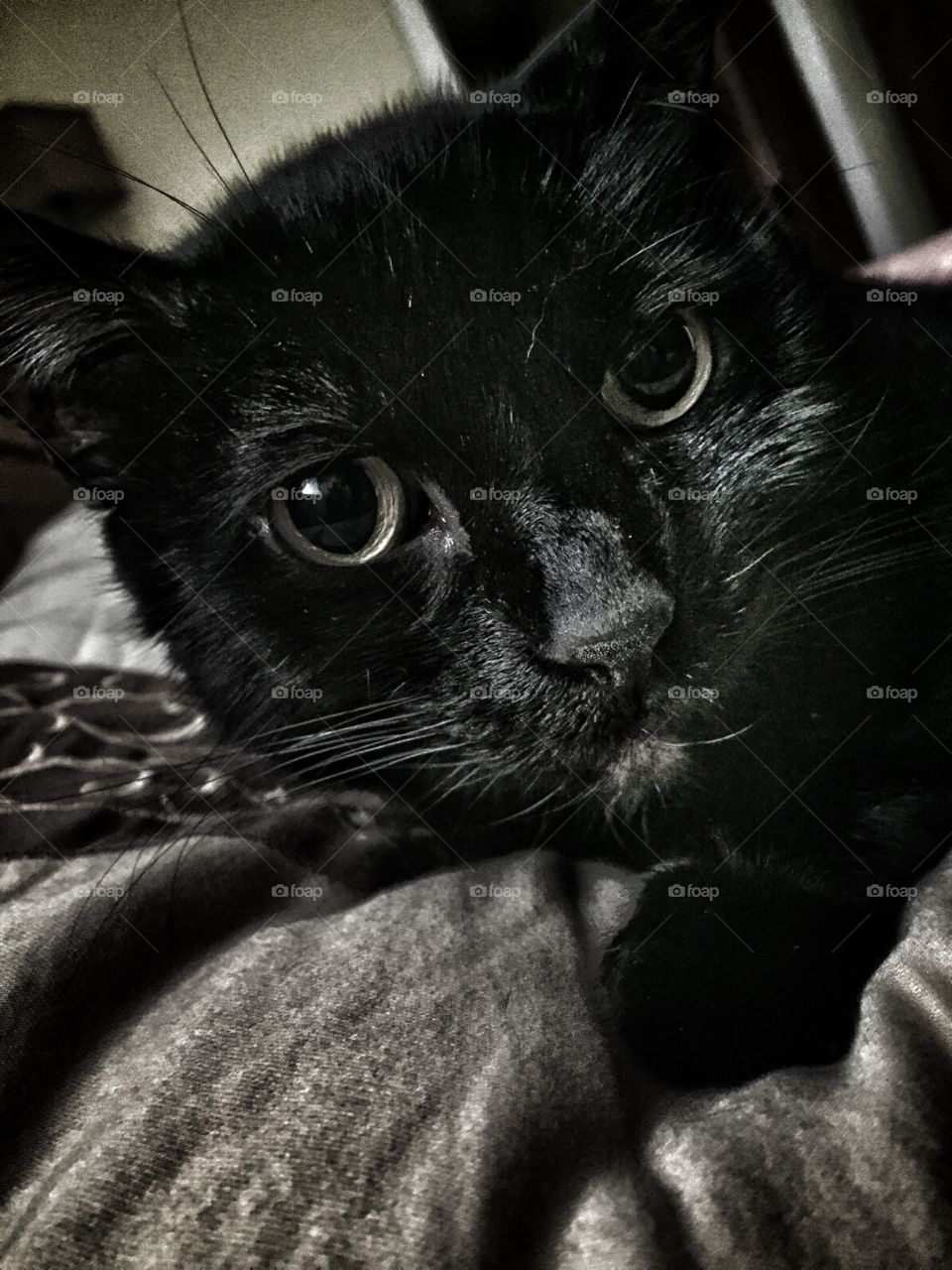Slayer . Black cat 