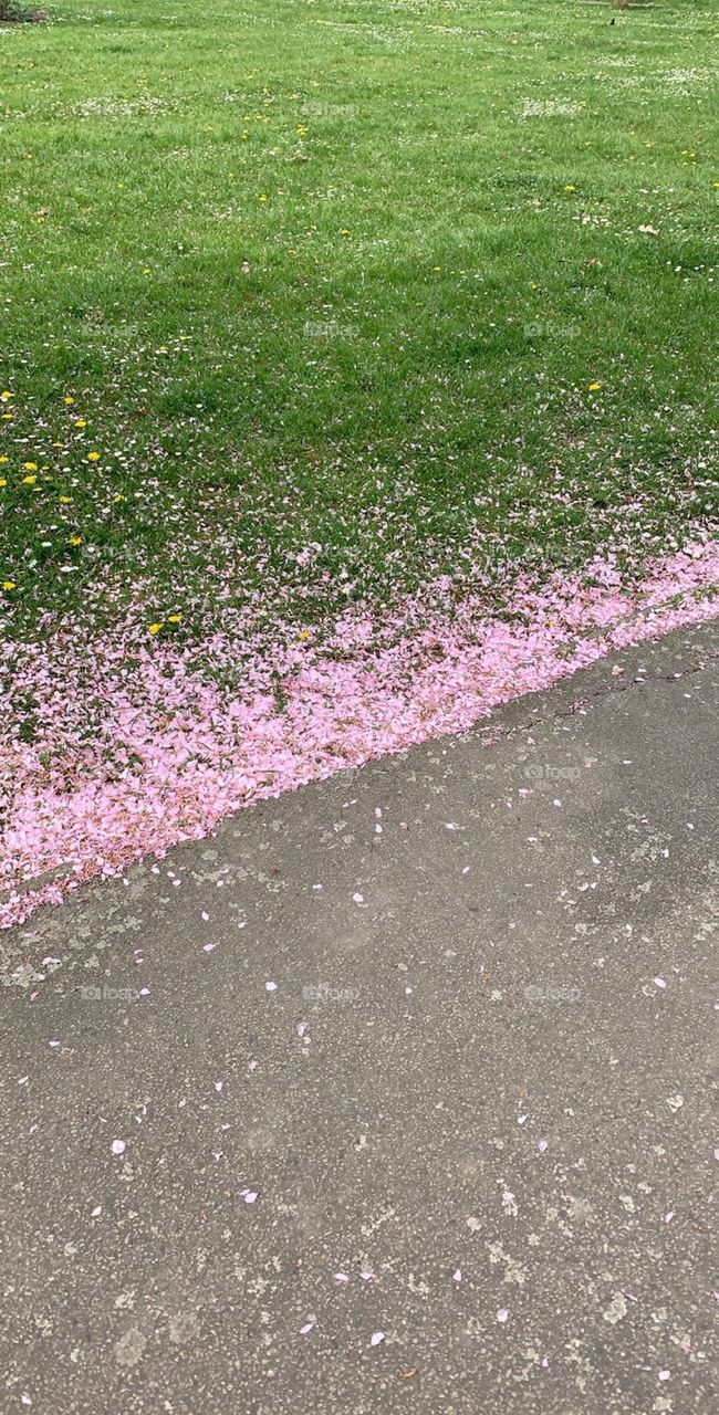 Sakura cherry blossoms flower 