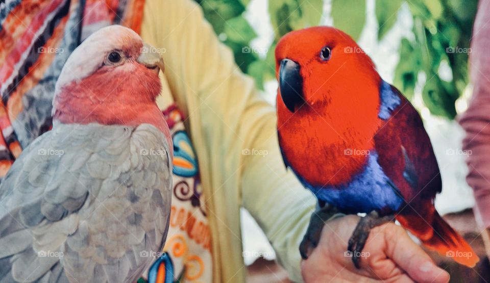 Colorful parrots 