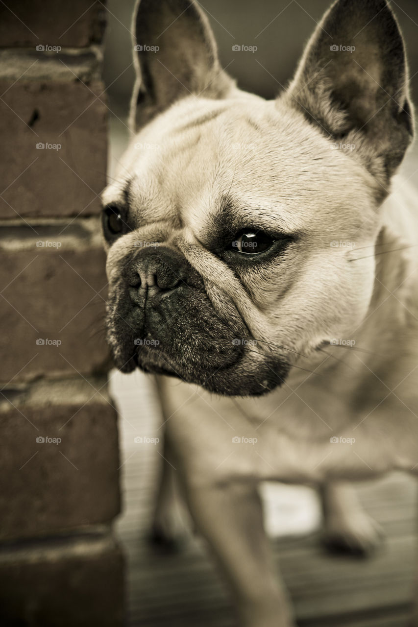 french bulldog stand by at the door step to guard