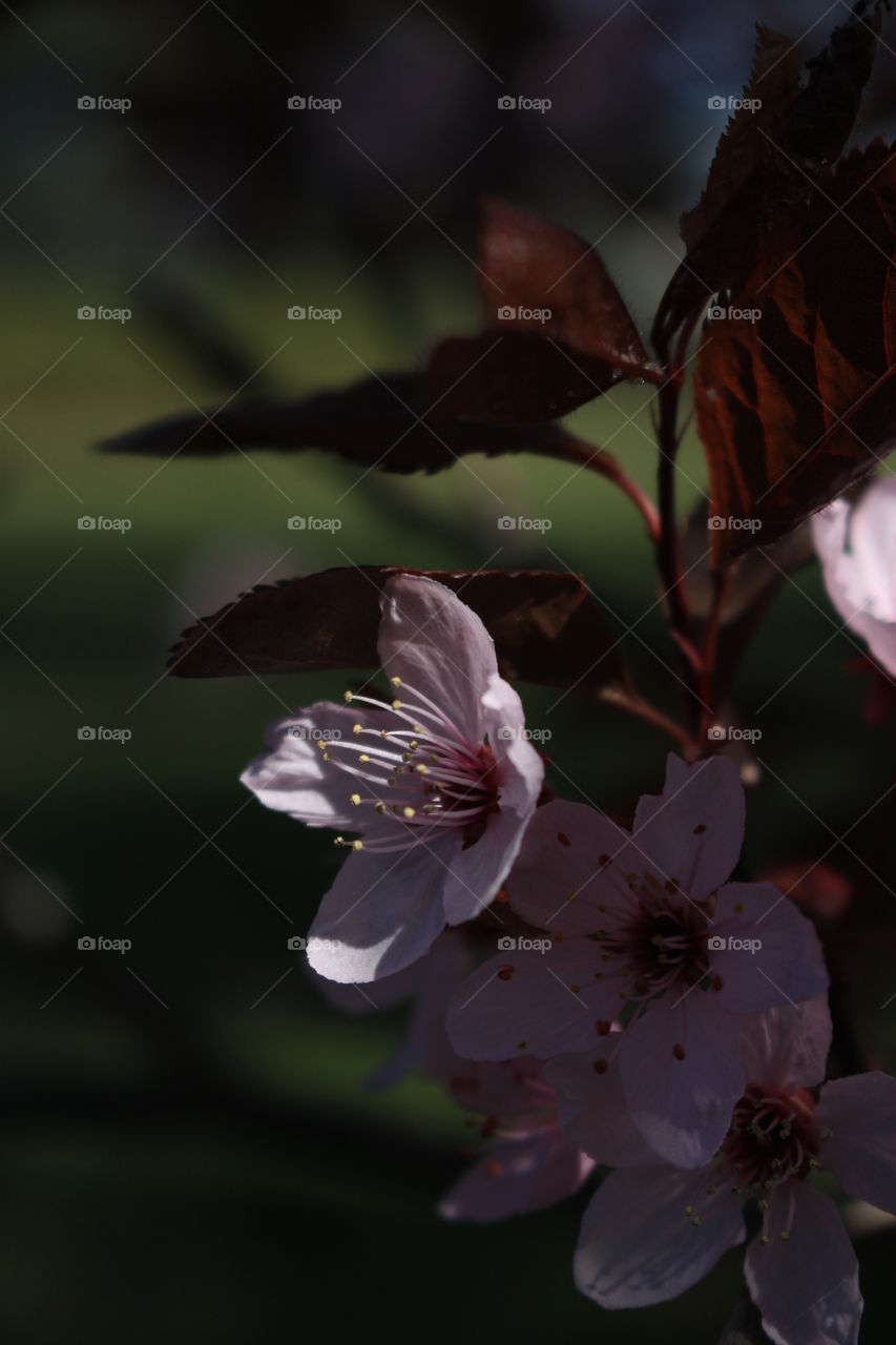 Close Up of a Small Cherry Blossom on a Tree Branch

Spring Floral Wallpaper or Background