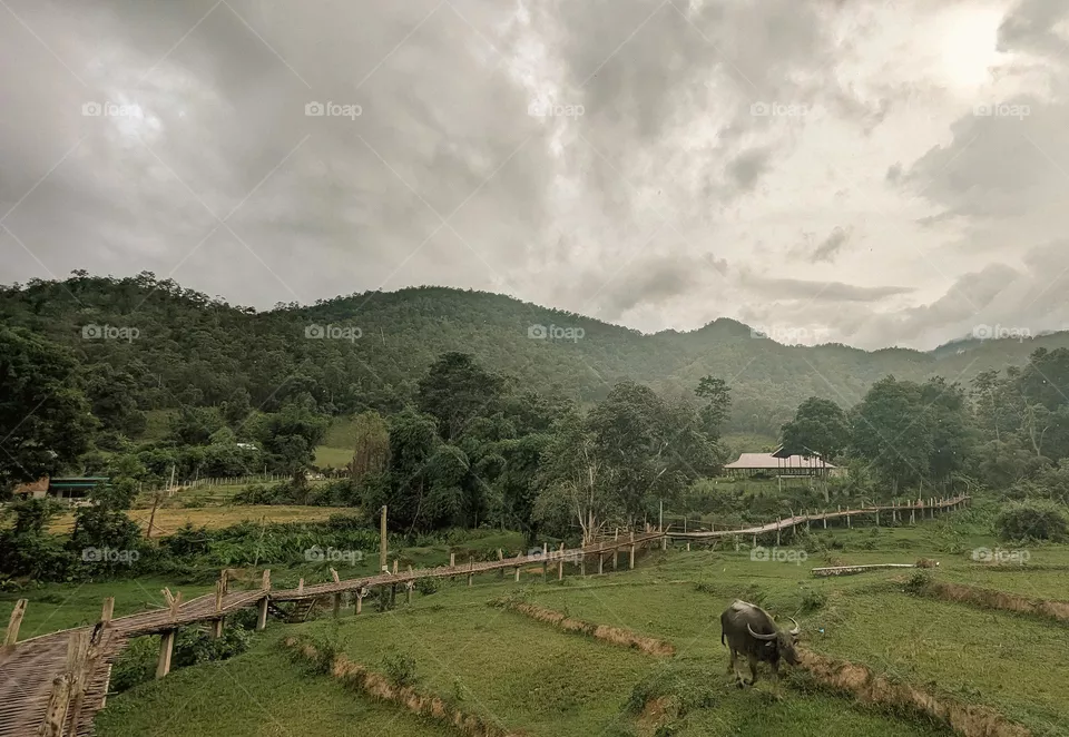 Thailand Country Farm