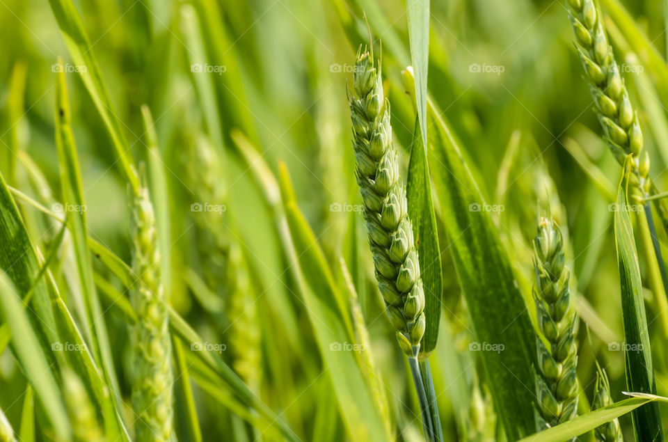 Green wheat