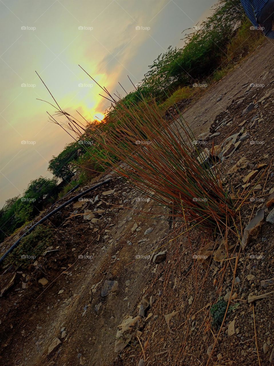 lovely morning of spring