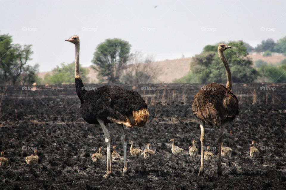 Ostrich family survived a bush fire.